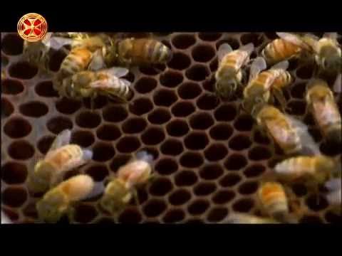 სტაციონალური და მომთაბარე საფუტკრეები - ლექციები  მეფუტკრეობაზე