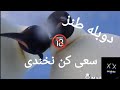 😂😂🔞دوبله های خفن و طنز نبینی ضرر کردی🔞😂😂