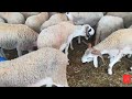 أسعار خروف العيد في حولي، صردي، مرجان، ومراكش 2022 🐑