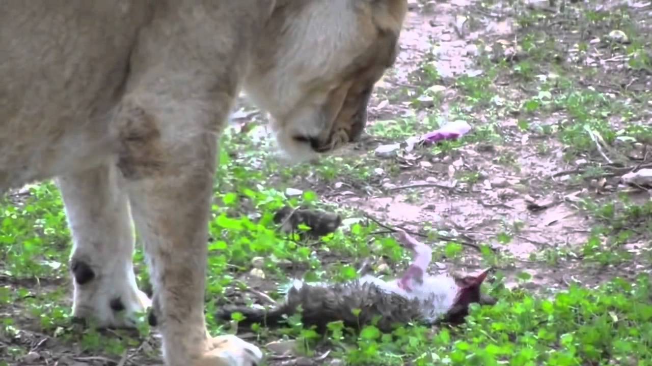 ライオンに食べられる猫 YouTube