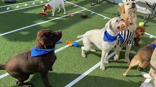 Puppy Bowl V 2022