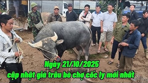 Ngày 21/10/2025 cập nhật giá trâu bò chợ cốc ly mới nhất 