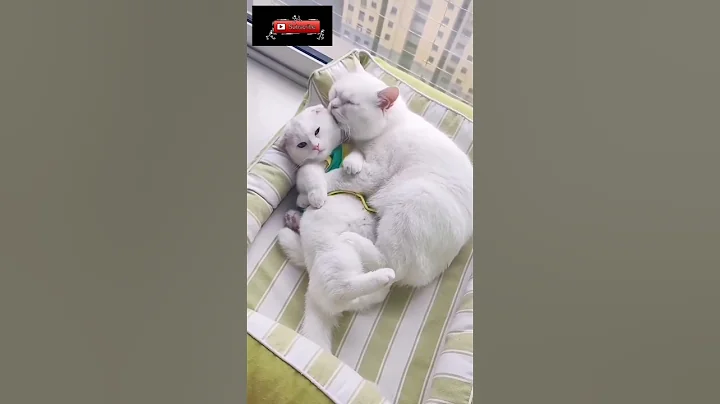 Watch the video about Cat sound. cat. funny video. Billie wali video. kalayani foundation vlog #billiyan