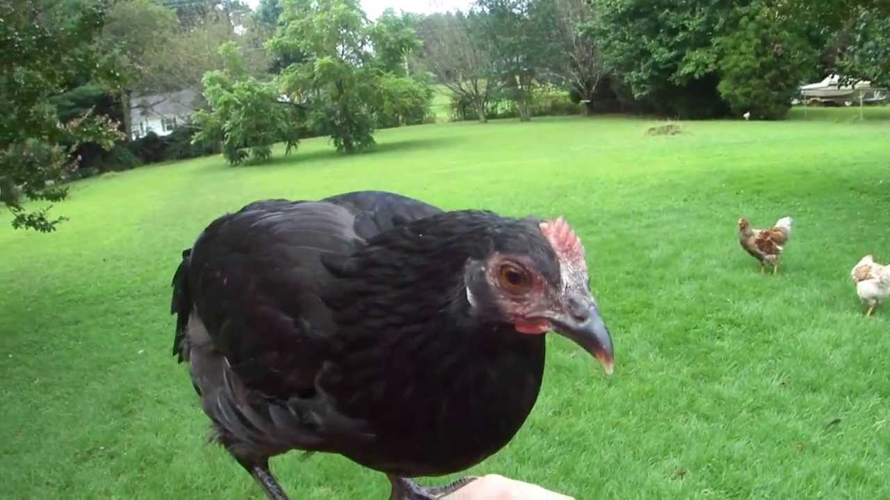 My pet chickens YouTube