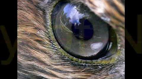 Hawk Eye 3 Softball Baseball.wmv