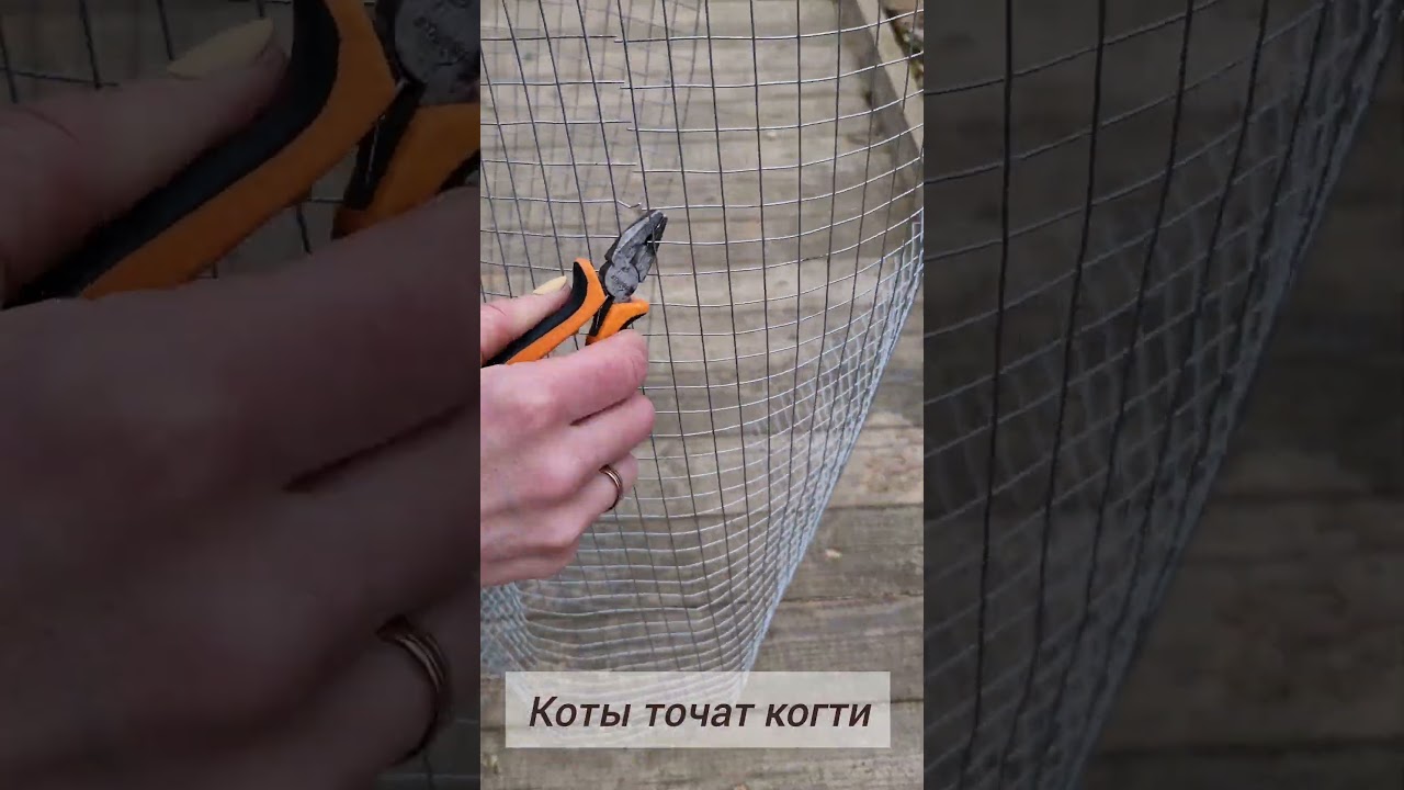 Защита деревьев от котов. #сад #садоводничество #дача