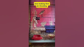 Java Sparrow Making Nest for Breeding  | Java Finch | Java   #javabird  #shorts #chicks #laying