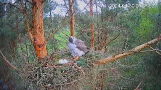 Kanakull:Accipiter gentilis 30.04.2024 09:56