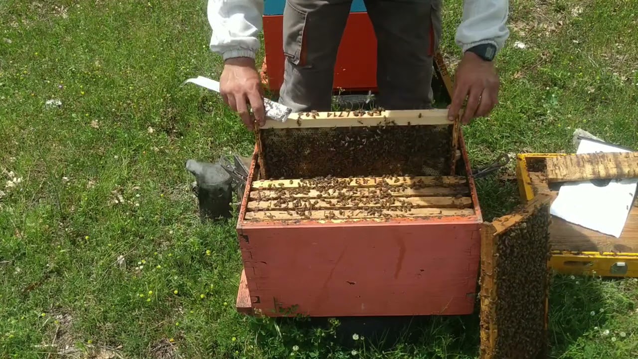 Βασιλοτροφια 2021 φτιάχνοντας τα μελισσια έναρξης και αποπεράτωσης