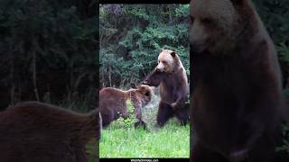 Grizzly Siblings Show off for their New Female Friend