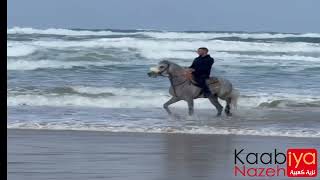 عندما يجتمع جمال الحصان العربي البطل ادميرال وجمال موج البحر جمال الخيول على شاطئ البحر