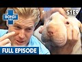 🐶 Nearly Blind Dog | FULL EPISODE | S01E09 | Bondi Vet