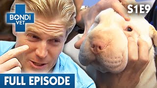 BONDI VET - Season 1 Episode 9 BONDI VET - Season 1 Episode 9