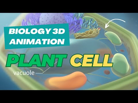 Austin Visuals 3D Animation Studio | Plant Cell | Explainer Video | Animated Video Company