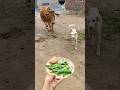 Golden Retriever & Calf Birthday Party! ✨ #shorts #animalfriendship #goldenretriever