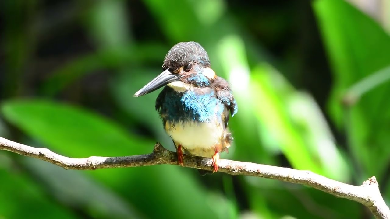 Malaysian blue banded kingfisher 3