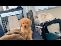 飼い主が寝ているのが気にいらないっ…!不機嫌な子犬がコチラです笑