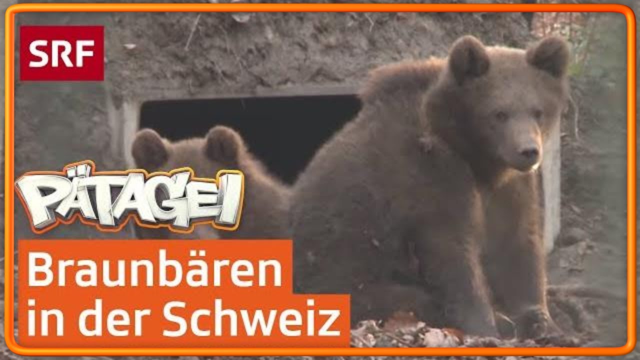 Im Reich der Bären | Pätagei | SRF Kids – Kindervideos für Kinder