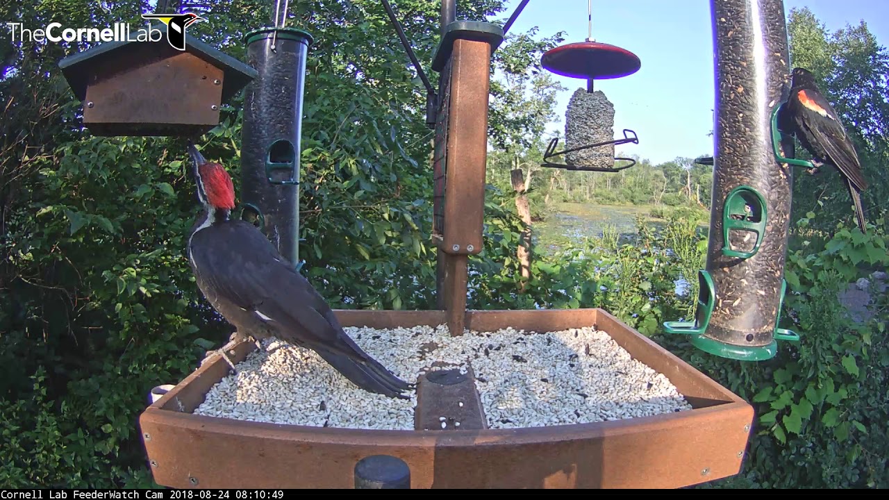Cornell Lab Of Ornithology Live Cam Cornell Ornithology Bird Feeders