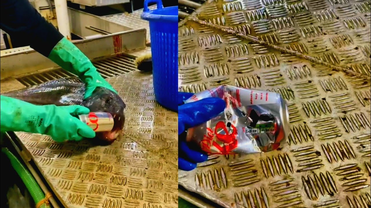 Wolffish bites through can.