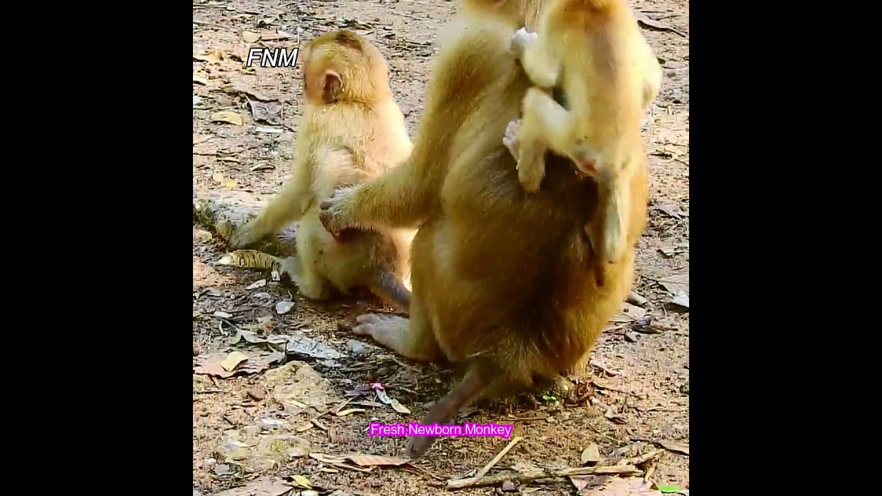 OMG...baby Rainbow cry loudly, Why Luna weaning Rainbow like this?, Fresh Newborn Monkey 5661