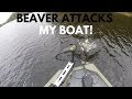 Beaver with RABIES attacks my boat!