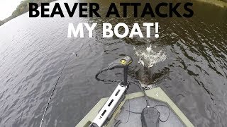 Beaver with RABIES attacks my boat!