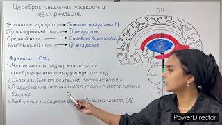 Цереброспинальная жидкость и ее циркуляция- Cerebrospinal fluid and its circulation.