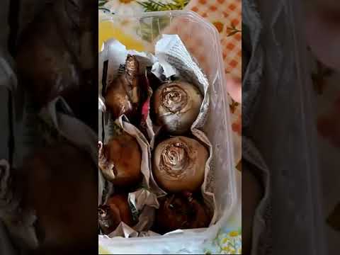 Video: Almacenamiento de bulbos de jacinto: aprenda a curar bulbos de jacinto