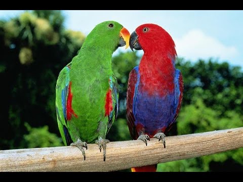 Red Parrot and Greed Parrot Burung Nuri Merah dan Hijau 