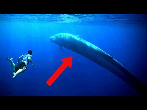 Facts You DIDN&rsquo;T KNOW About Blue Whales!