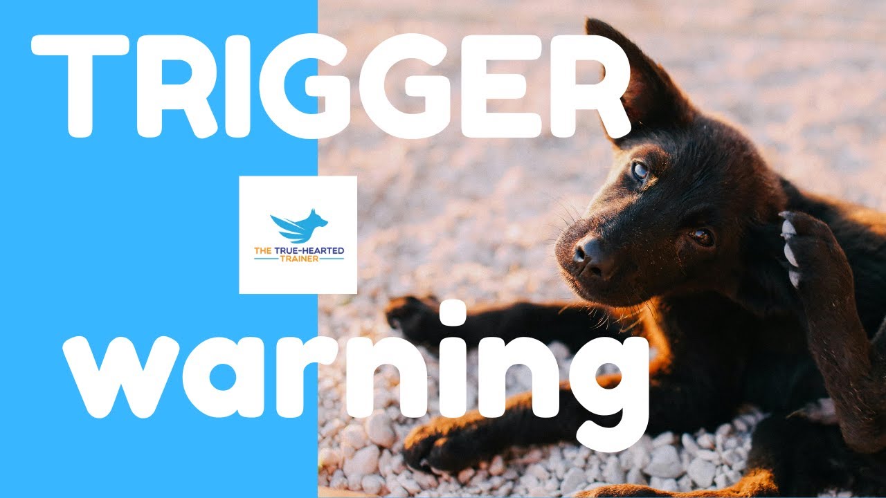 HOW TO CALM MY DOG | MY DOG IS ITCHY | MY DOG IS BARKING | MY DOG IS ANXIOUS | MY DOG  CHASES CATS