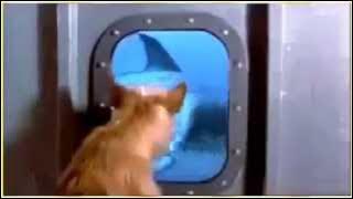 Video anjing yang akan diterkam ikan hiu dan diselamatkan oleh ikan lumba lumba