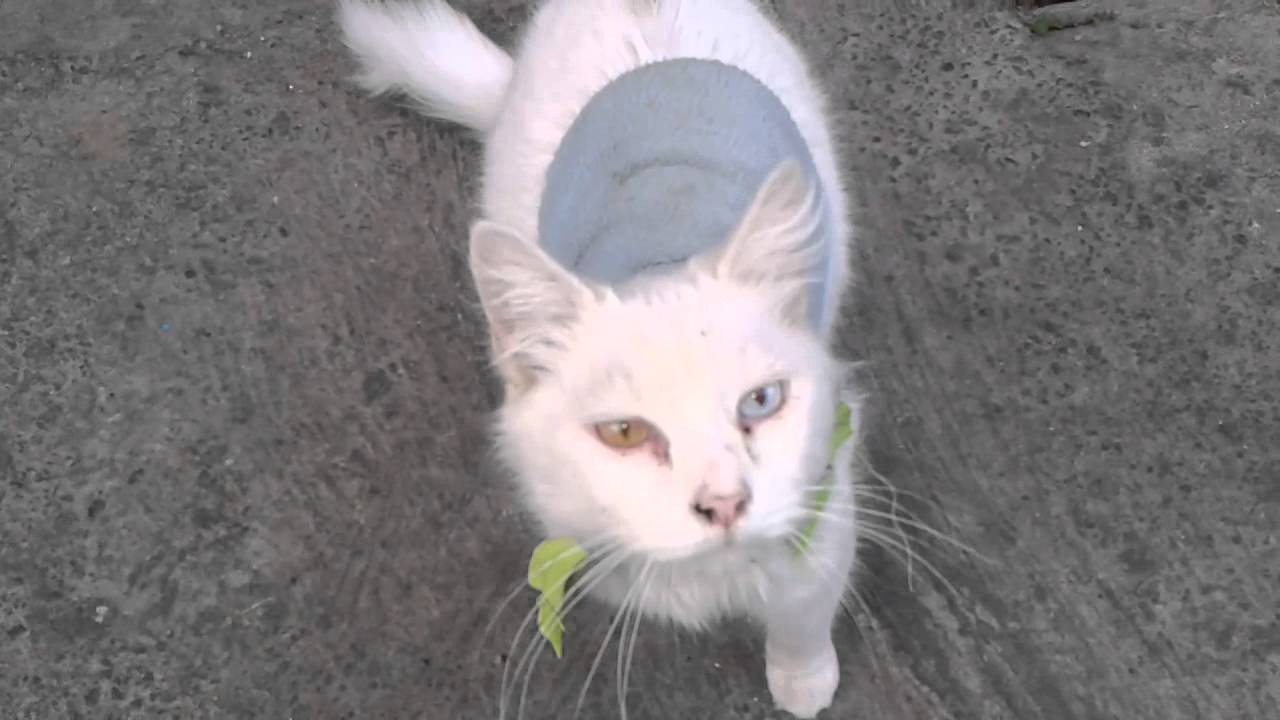 Gato con ropa - YouTube