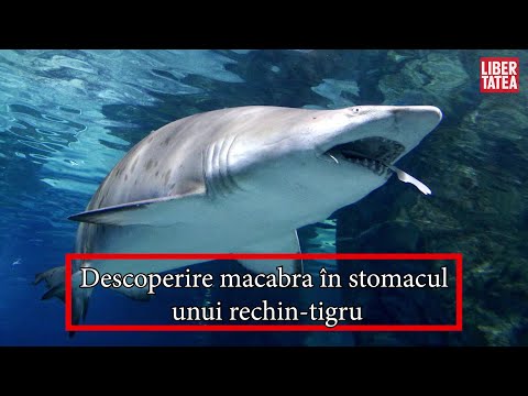 Video: În Mexic, Un Rechin în Vârstă De 5 Milioane De Ani A Apărut Din Fundul Unui Râu - Vedere Alternativă