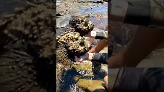 Ikan Batu, Predator Mematikan Dengan Penampilan Menipu