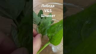 Лебеда v&amp;s шпинат : что круче? #здоровыйобразжизни #травы #лебеда #шпинат