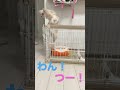 【脱走劇】子犬のグッバイ宣言#Shorts