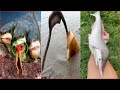 Catching Seafood 🦀🐙 ASMR Relaxing (Catch Shark , Catch Fish ,Deep Sea Monster ) - Tik Tok #307