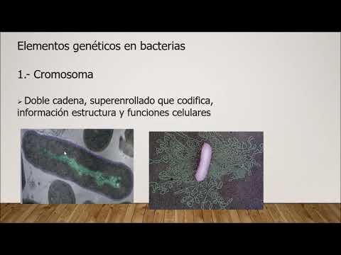 Video: ¿Qué es la transformación en genética bacteriana?