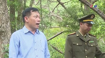 Hiệu quả trong công tác giao khoán, bảo vệ rừng| Truyền hình Đắk Lắk