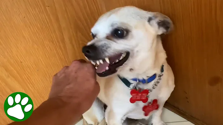 Terrified RESCUE dog had never felt the touch of a kind kind - DayDayNews