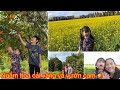 Ngắm Hoa Cải Vàng Và Vườn Cam 🍊 | Mùa Xuân Ở Mỹ | Thung Lũng Hoa Vàng San Jose CA