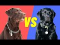 Black Lab Vs Chocolate Lab - Compare and Contrast the popular labs