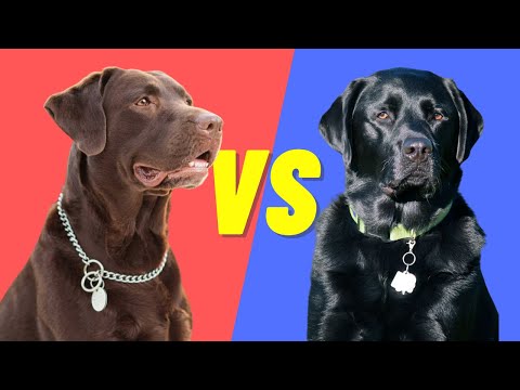 Videó: 120+ nagy kutya nevek a fekete laborok vagy a labrador retrieverek számára