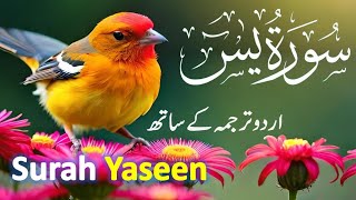 Surah Yaseen (Yasin) with Urdu Tarjuma | Quran tilawat | Epi 021 | Quran with Urdu Hindi Translation