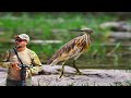 طائر البلشون الذهبي في طبيعة فلسطين Squacco Heron طائر البلشون الذهبي في طبيعة فلسطين Squacco Heron