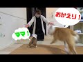 ママの帰宅を全力でお迎えする兄妹ブルドッグがかわいい！