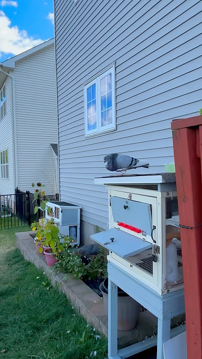 Thief Pouter Pigeon Update 🕊️ #pigeon #paloma  #kabootar #buchones