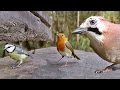 Download Movie For Cats - Little Birds in The Forest Garden Movie For Cats - Little Birds in The Forest Garden